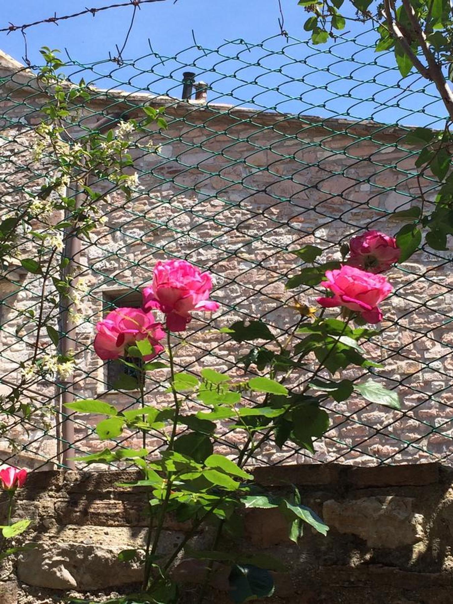 Apartments Aurora Delle Rose Asyż Zewnętrze zdjęcie